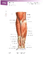 Sobotta Atlas of Human Anatomy  Head,Neck,Upper Limb Volume1 2006, page 201